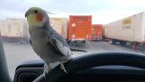 Papagei wird von einem LKW überrascht