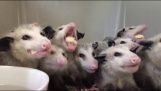 En grupp opossums som äter bananer