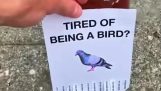 Tired of being a bird?