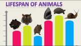 Comparação do tempo de vida de 50 animais