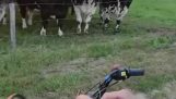 Cow horn upsets the cows