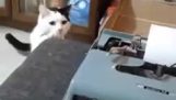 Katze gegen Schreibmaschine