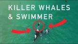 Schwimmen mit Orca-Walen