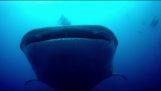 Dykkere møter en hvalhai