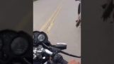 Uomo che porta un coccodrillo su una bicicletta