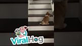 En hvalp går op ad trappen på en sjov måde
