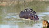 30 tortugas en la espalda de un hipopótamo