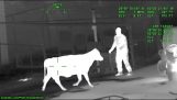 วัวในสนามบินทำให้ตำรวจแทมปาลำบาก (ฟลอริดา สหรัฐ, ประเทศสหรัฐอเมริกา)