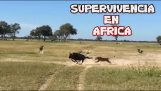 ATAQUES DE ANIMALES SALVAJES EN AFRICA