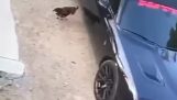 Un pollo y un carro