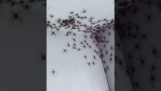 Bir odada iki örümcek ailesi