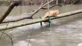 Hund, der an einer kleinen Brücke gestrandet war, sind enge Freunde