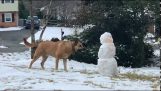 Когда собака обнаруживает снеговика