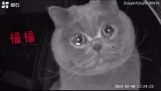Котката, която чува гласа на собственика над монитор, пролива сълзи