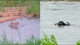 Animals facing the floods at Kruger Park
