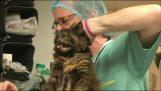 Un gato realmente enojado en el veterinario.
