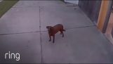 Власник разговара са својим псом кроз камеру