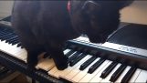 Een kat speelt horrormuziek op een synth