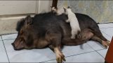 Kätzchen gegen schlafendes Schwein