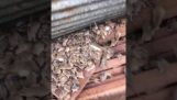농장에서 생쥐 감염 (오스트레일리아)