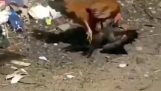 Fight between a chicken and the crow