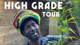 Jamaican Rasta Mokko shows his “garden”