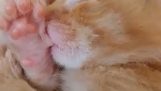 Um gatinho chupa o dedo enquanto dorme