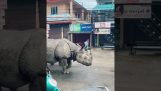 Two rhinos in a street (Nepal)