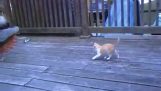 القط الصغير يريد أن يلعب مع الطاووس