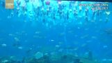 110名美人鱼聚集在中国的一个游泳池