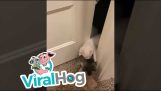 Pattes de chaton sous la porte