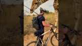 A bicikliző ember találkozik egy kíváncsi zsiráffal