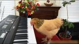 A chicken playing piano