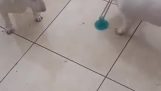 Кучетата играят с вендуза