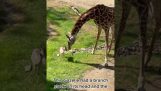 Een giraf haalt een tak uit de kop van een gazelle