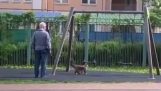 Når du tar katten din en tur på lekeplassen