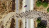 Een drone filmde kuddes schapen vanuit de lucht