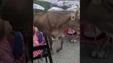 Krowa zostawia prezent w górskiej restauracji