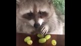 Raccoon nu își împarte strugurii
