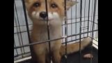 Baby fox trying to speak