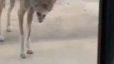 Kojote mit Tollwut will zu Besuch
