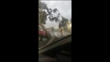 Ein Baum fällt auf ein Auto