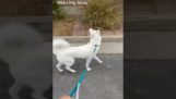 Um cachorro observa os pássaros enquanto caminha