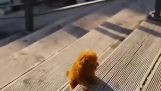 A tiny dog at the stairs