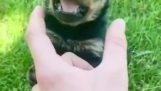 Baby rottweiler nagyon dühös