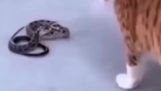 Karate macska vs kígyó