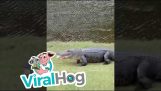 Alligator isst einen Golfball