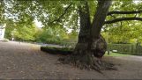 पोलैंड में सबसे पुराने और सबसे बड़े समतल पेड़ों में से एक – निबोरोव