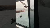 A duck catches a piece of bread in mid-flight