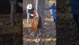 Vypouštění vody ze stromu